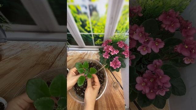 КАК ПЕРЕСАДИТЬ МИНИ ФИАЛКУ НА ФИТИЛЬНЫЙ ПОЛИВ? смотреть онлайн