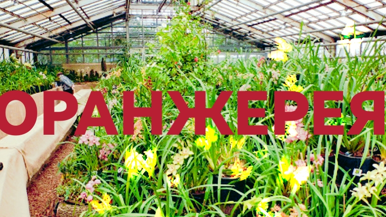 Москва Ботанический сад Оранжерея с тропическими растениями и деревьями смотреть онлайн