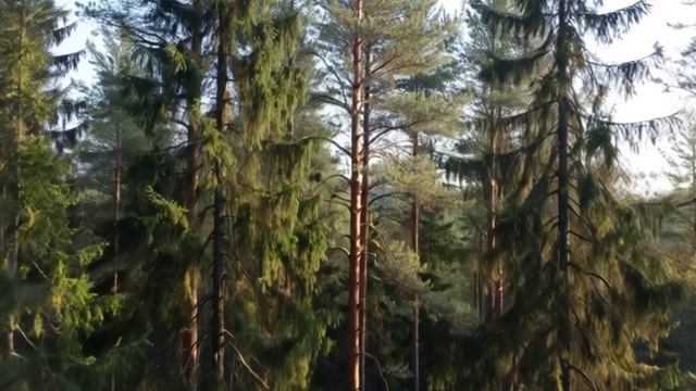 Футаж. Лес. смотреть онлайн