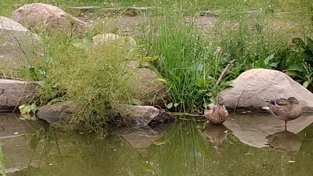 Ничего кряквам не угрожает, И их племя всё прибывает.