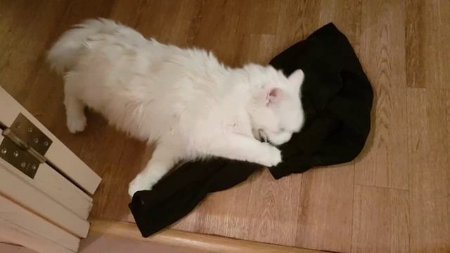 Леся и Сёма - Никаких собак смотреть онлайн