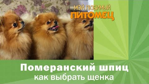 Померанский шпиц： КАК ВЫБРАТЬ ЩЕНКА.