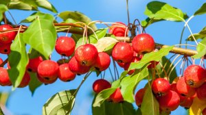 В лес за дикими яблоками!