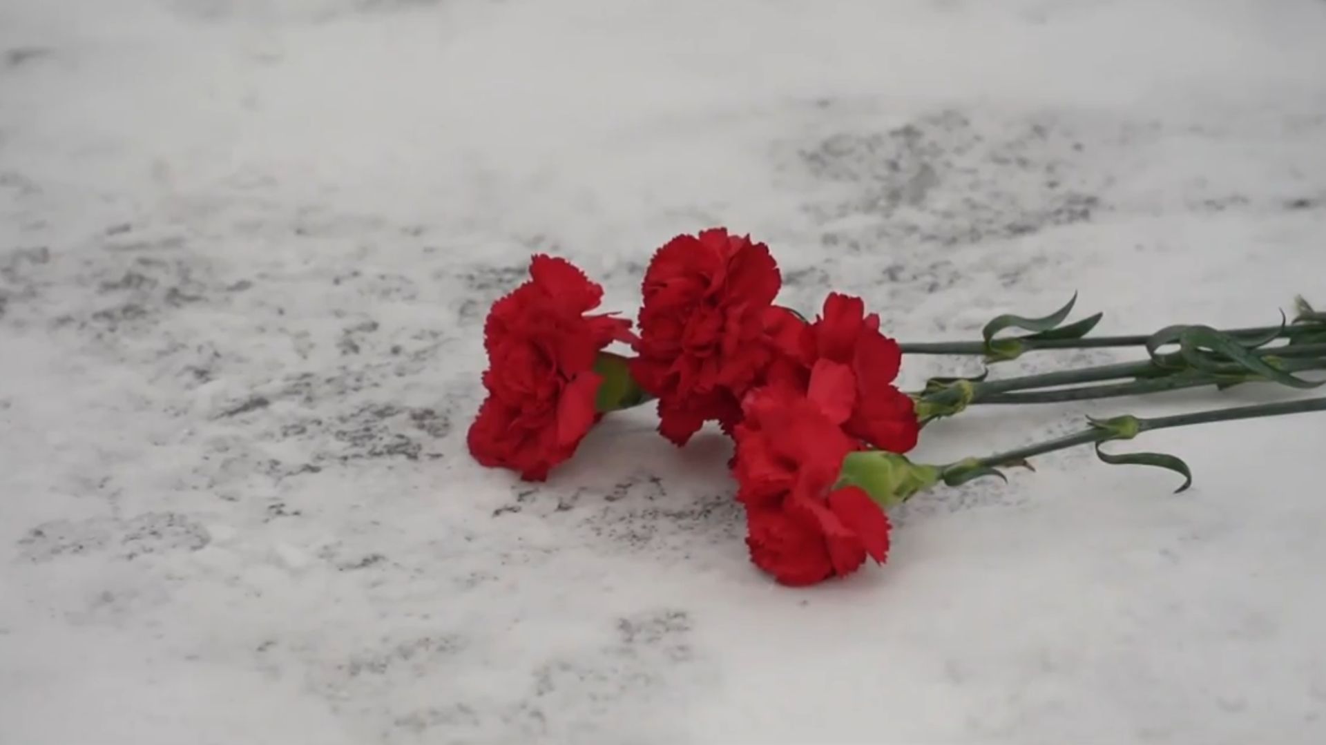 В Магадане прошла церемония возложения цветов в честь Дня Героев Отечества смотреть онлайн