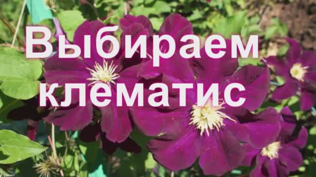 Клематисы для новичков: главная ошибка при выборе сорта