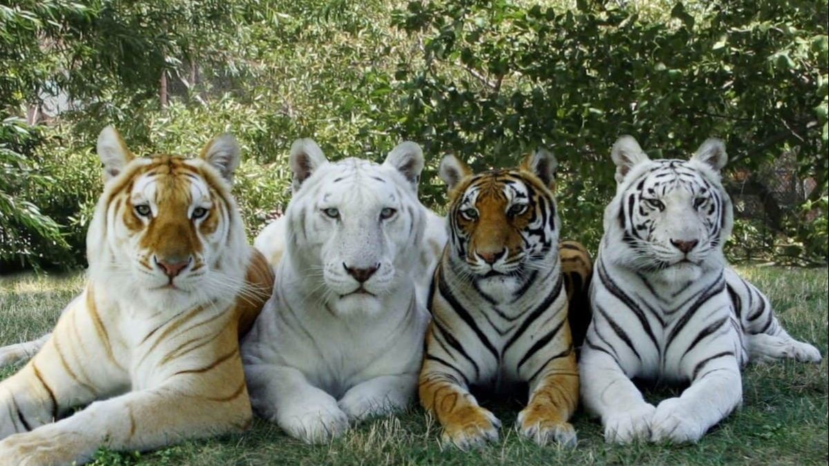 игры про 99 ночей в лесу смотреть онлайн