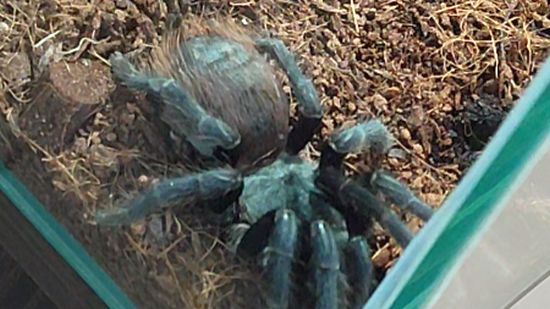 Радужно-голубой паук птицеед смотреть онлайн