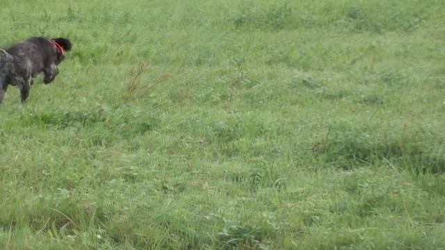 Дратхаар Вайс. Первое поле. смотреть онлайн