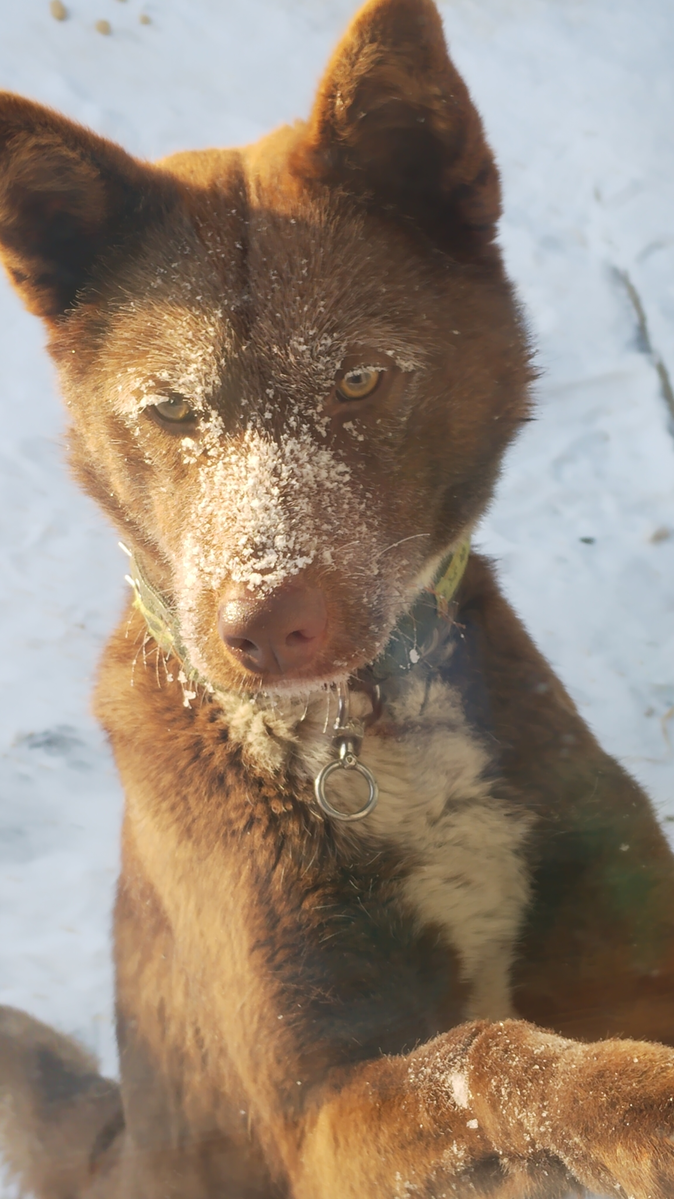 Морозный рассвет! Мишка в t-34'! Смешные животные!🤗 09-12-2025 смотреть онлайн