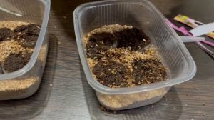 СЕЮ ЭУСТОМУ НА РАССАДУ. МОЙ УСПЕШНЫЙ МЕТОД.