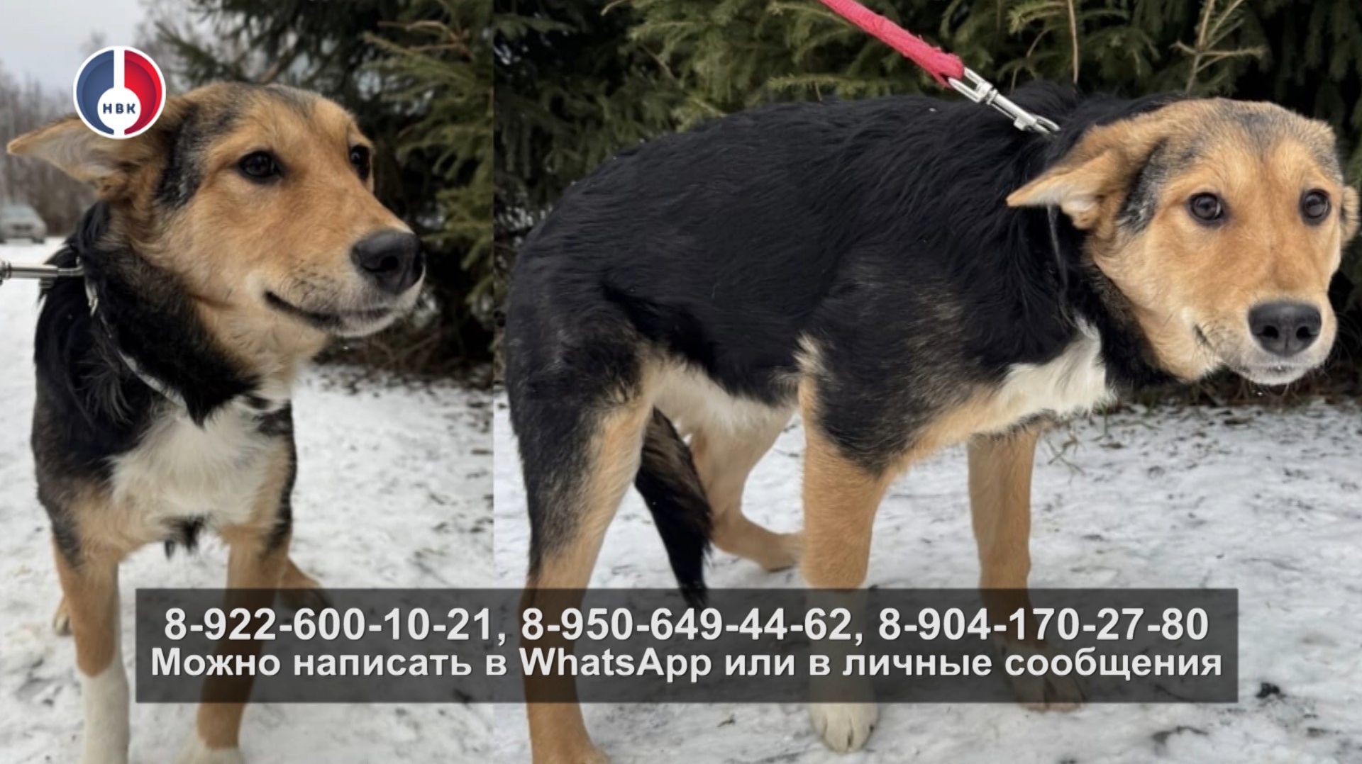 Подопечные Первоуральского приюта ищут свой дом смотреть онлайн