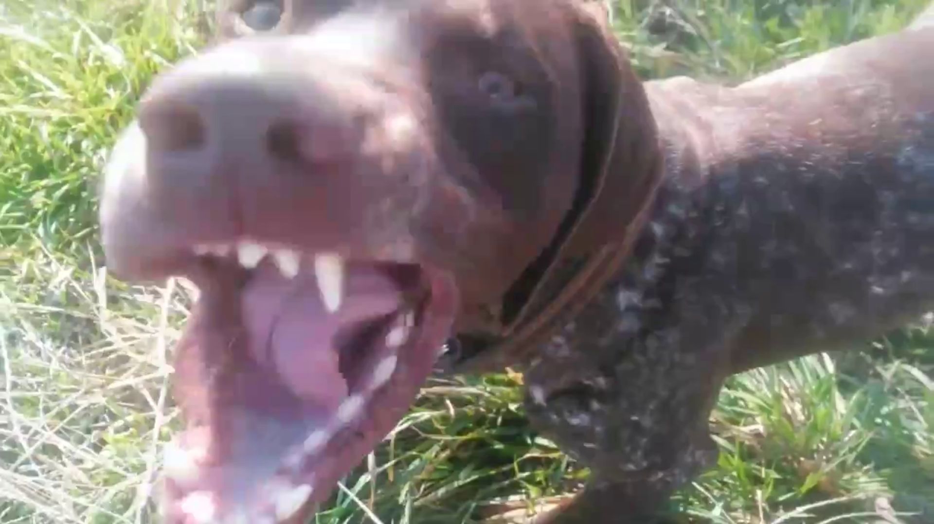 Про собачий для всей семьи