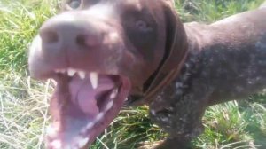 Про собачий для всей семьи