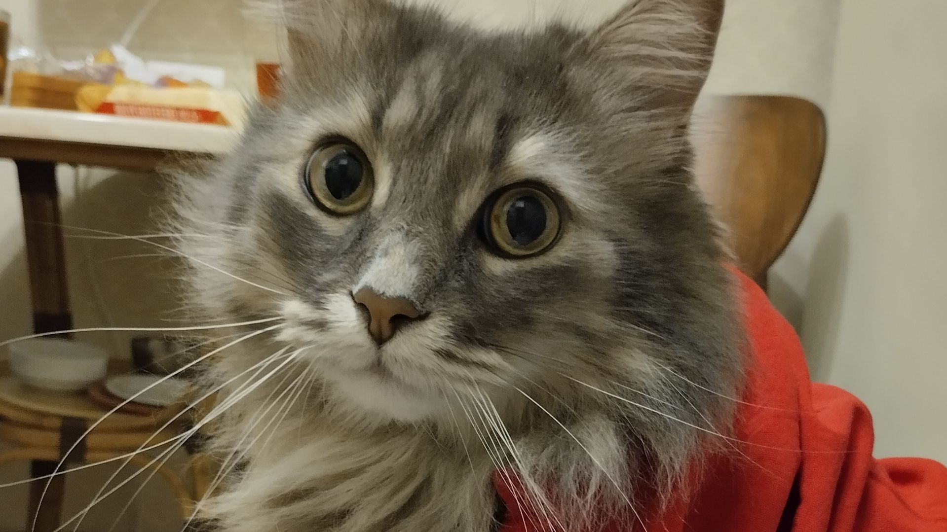 Колобок-зубастик смотреть онлайн