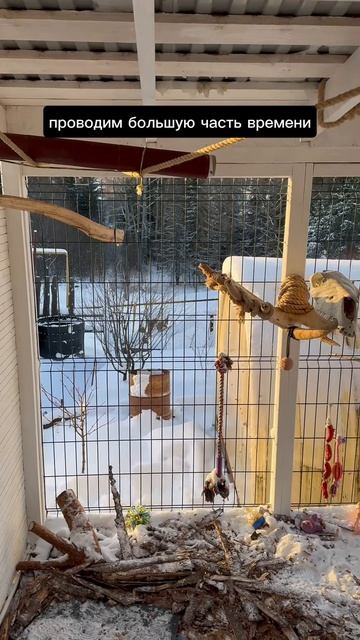 Подготовил вольер смотреть онлайн