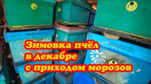 ЗИМОВКА ПЧЁЛ В ЗИМОВНИКЕ С ПРИХОДОМ МОРОЗА, ТЕМПЕРАТУРА КЛУБА