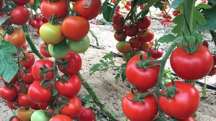 Обзор ТОМАТОВ по сортам на 2026 г. смотреть онлайн