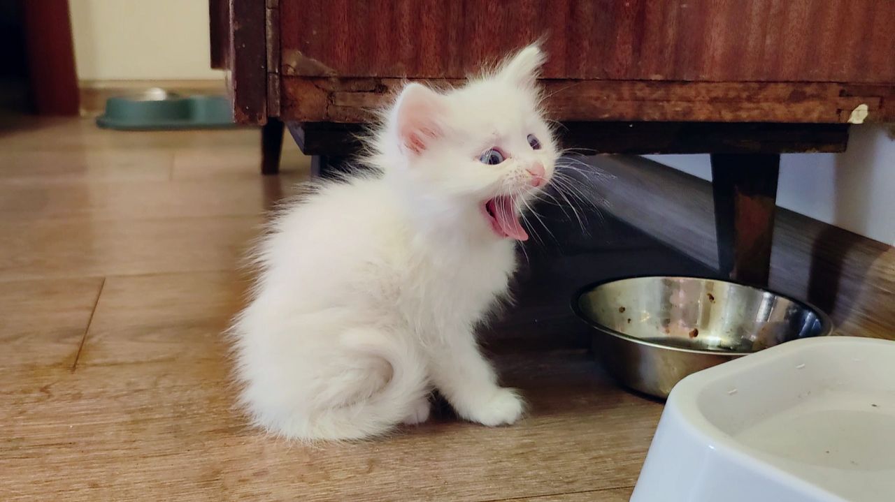 Маленький белый котёнок и собака Макс. Мама-кошка всегда рядом. Часть 2