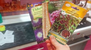 Посевная не стоит на месте🌸Колеус,вербена, делосперма✅️