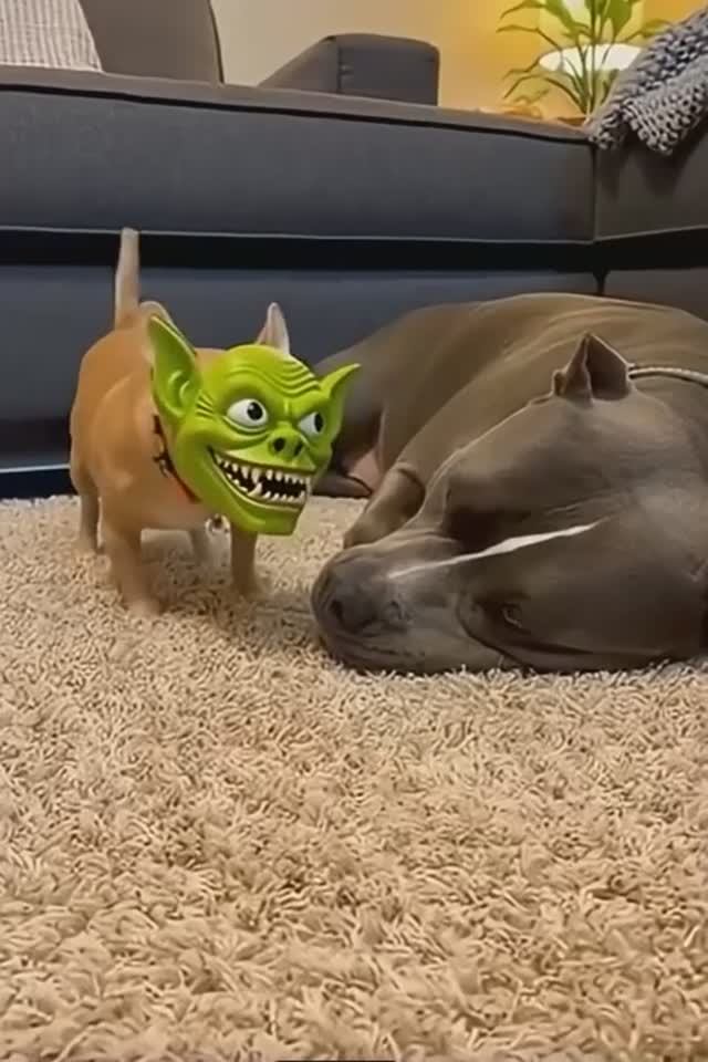 Маленькая собака смотреть онлайн