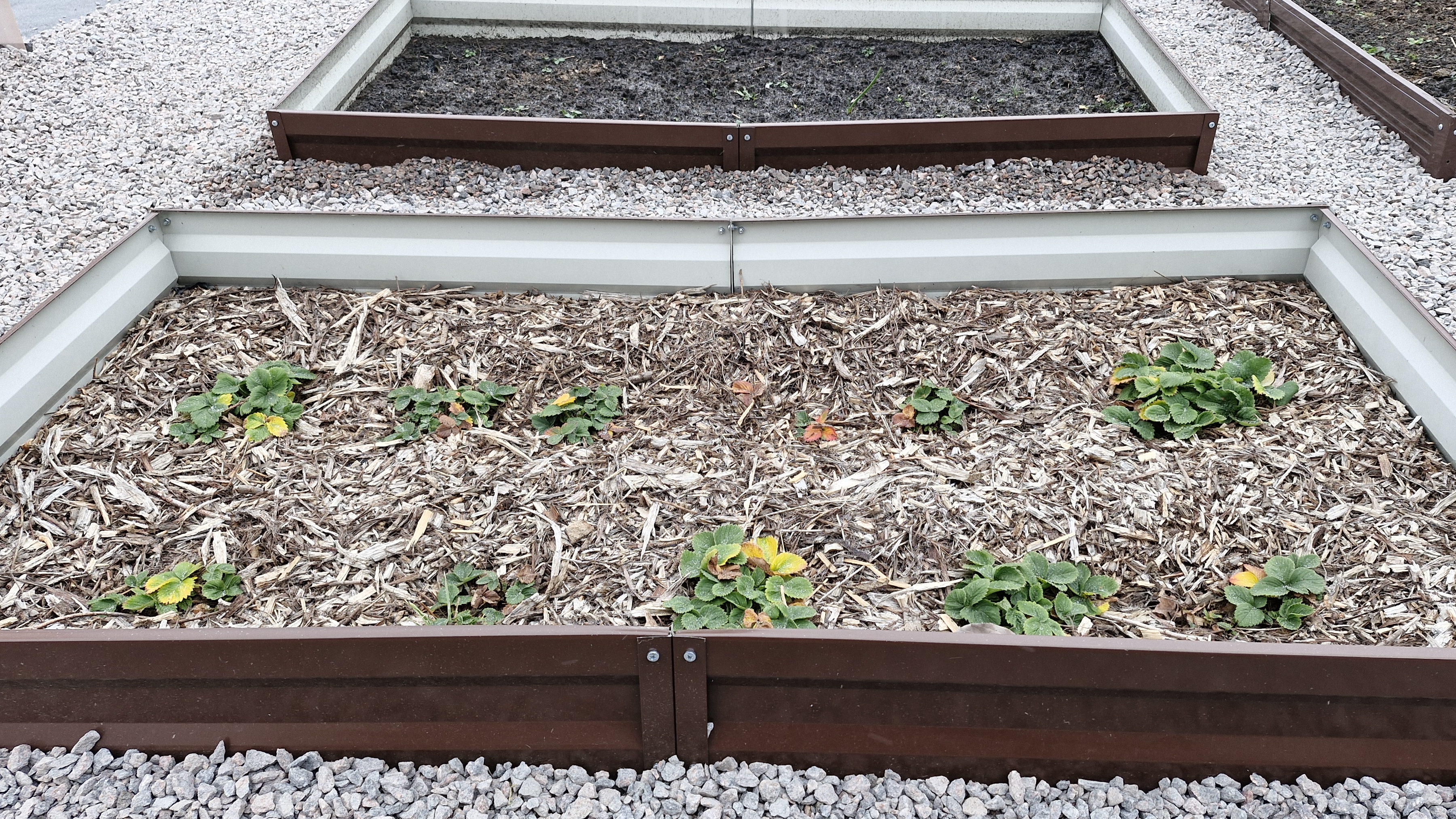 Что получилось, дела огородные