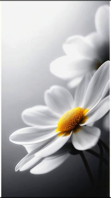 Футаж. Белый цветок. смотреть онлайн