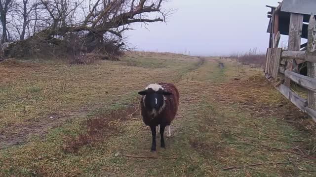 СЛУЧИЛОСЬ СТРАШНОЕ, У НАС НА ХУТОРЕ ПОГИБЛА НОВОРОЖДЕННАЯ ОВЕЧКА