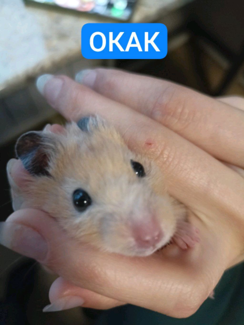 Zloyligion/Pabg Mobil/Kyrgy