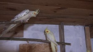 Размножение попугаев.