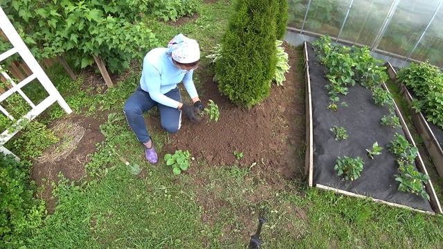 6 соток в середине июня 2021 года. Рассаживаю последние цветы. Рыхлю морковь. Готовлю поли смотреть онлайн