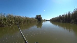 ТАКОЙ РЫБАЛКИ Я НЕ ОЖИДАЛ. СОМЫ в рот на спиннинг, а САЗАН на голый крючок. Это Астрахань осенью