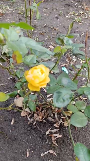 🌺В Москве цветут анютины глазки и розы🌺 смотреть онлайн