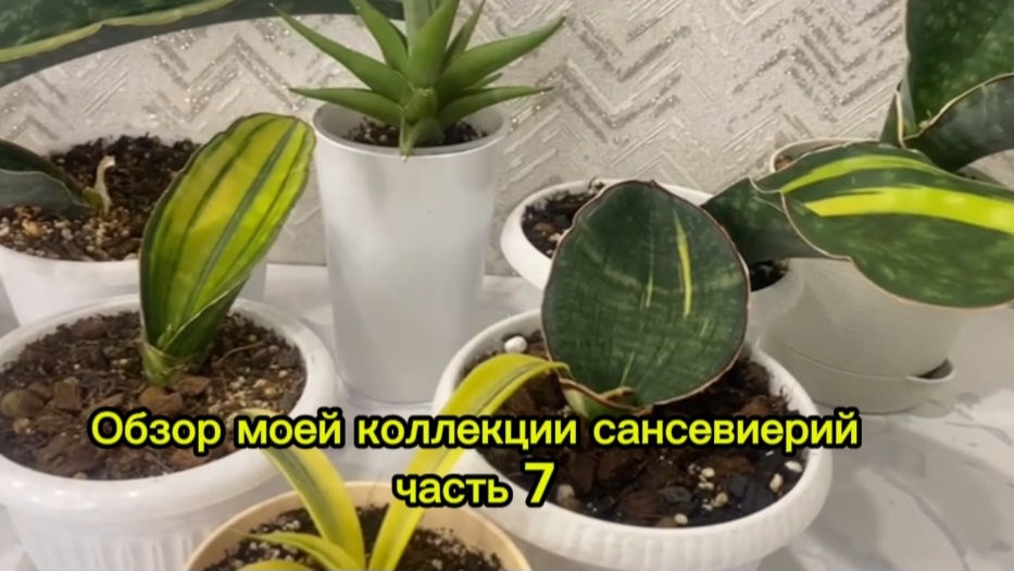 Сансевиерии. Большой обзор моей коллекции🪴Часть 7 смотреть онлайн
