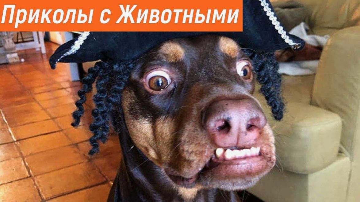 Смешные домашние животные Лучшие моменты 😍СМЕШНОЕ ВИДЕО о Животных смотреть онлайн