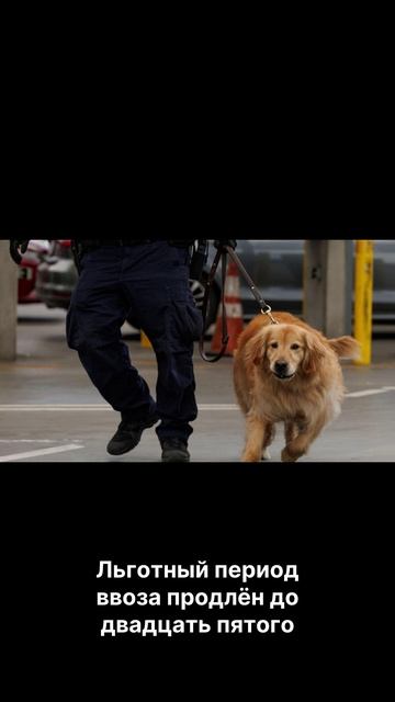 Граница с Казахстаном: ФТС объявила важное решение! Льготный ввоз продлён до 2025 🚛🔥 смотреть онлайн