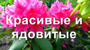 Ядовитые растения в моем саду