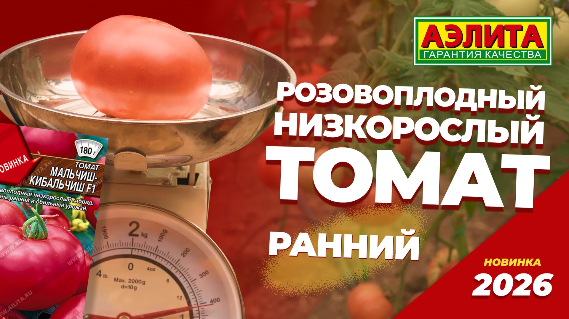 НИЗКОРОСЛЫЙ РОЗОВЫЙ ТОМАТ - новинка 2026 МАЛЬЧИШ-КИБАЛЬЧИШ F1