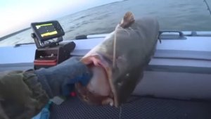 РЫБАЛКА НА СОМА. ОНО меня чуть С ЛОДКИ НЕ ВЫДЕРНУЛО!!!!