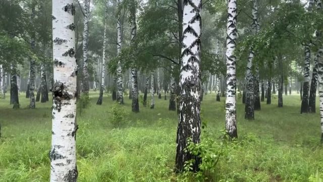 Футаж. Берёзовая роща. смотреть онлайн