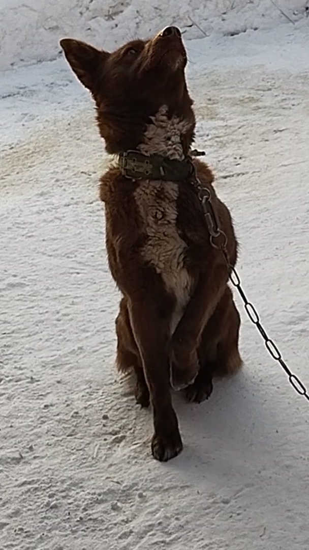 Мишка. В стиле Стэтхэм. Смешные животные. смотреть онлайн