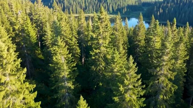 Футаж. Полет над лесом. смотреть онлайн