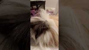 Вторая часть приключения уний и древнего дракона