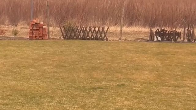 Мероприятие "ОХОТА Домашней Кошки". смотреть онлайн