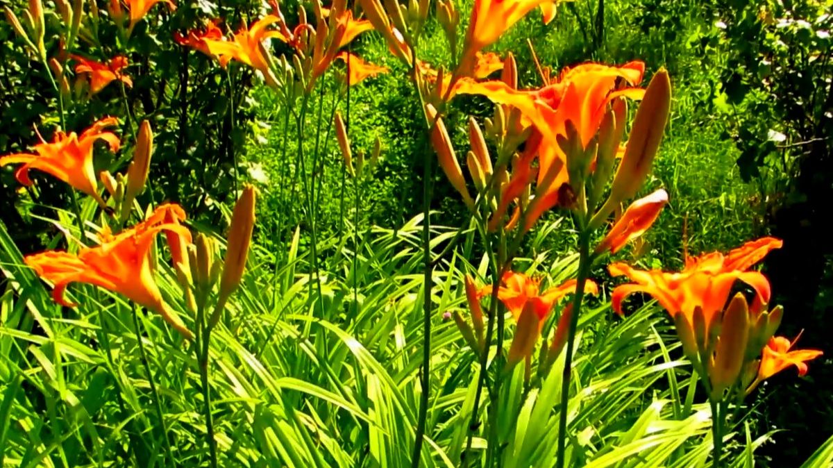 Лилейник смотреть онлайн