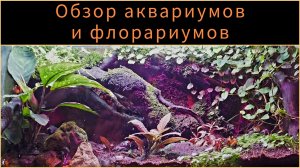 Обзор аквариумов и флорариумов