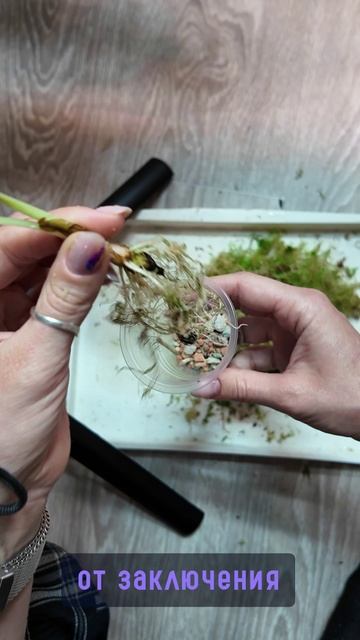 Перевод детки #алоказии в #минеральныйгрунт #фитильныйполив  #комнатныерастения #растения #алоказия