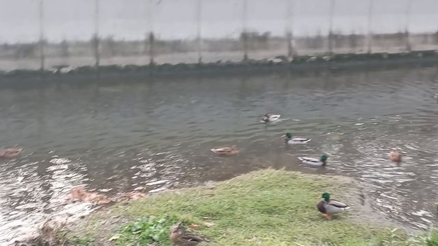 Дикие утки в городе.🦆🦆 смотреть онлайн