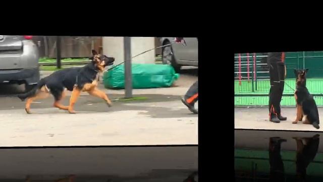 Баларис САМАНТА, 4 месяца 24 дня. смотреть онлайн