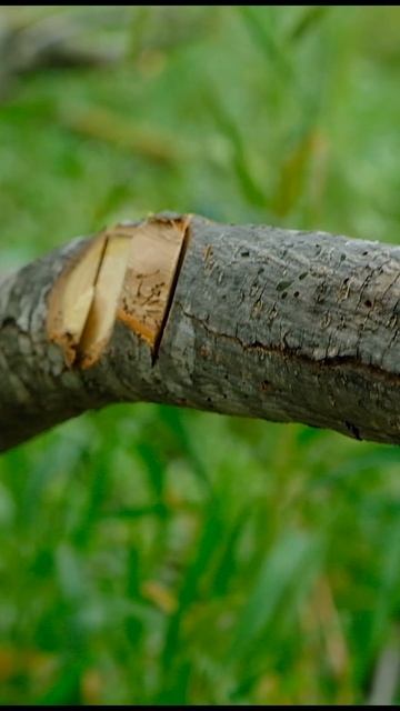 Бушкрафт ножом Бургут. смотреть онлайн