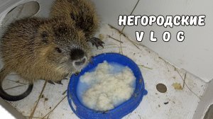 Кормим НУТРИЙ и НУТРЯТ. 04.12.25